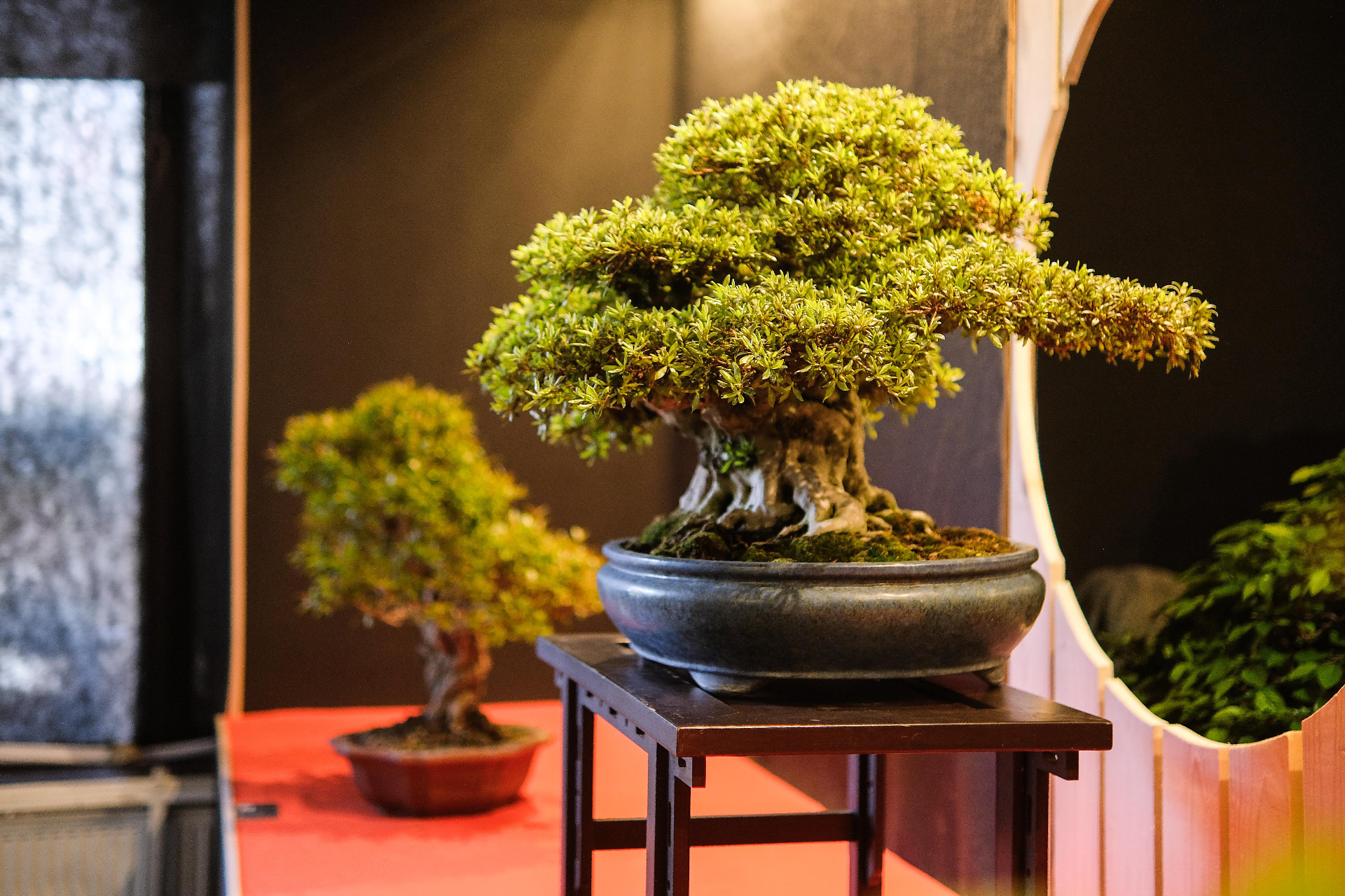 bonsaje-pavilon-e-jf-24-6