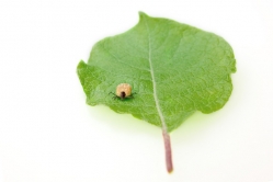 kliste obecne